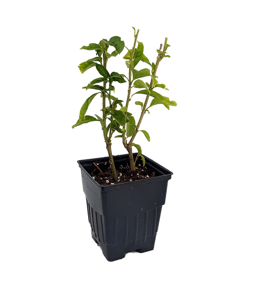 Hirt's Night Blooming Jasmine Plant Cestrum nocturnum 5" Pot