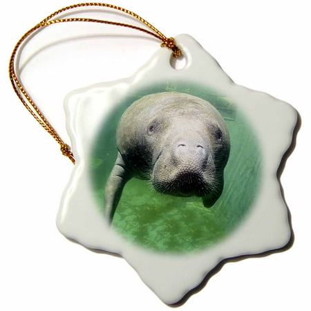 Manatee Ornament 3dRose USA, Florida, Key West, Manatee - US10 GJO0382 - Greg Johnston, Snowflake Ornament, Porcelain, 3-inch ()