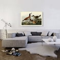 thumbnail image 2 of ARTCANVAS Ruddy Duck Canvas Art Print by John James Audubon - Size: 40" x 26" (1.50" Deep), 2 of 9