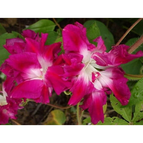 Sunrise Serenade Morning Glory Premium Seeds Packet