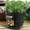Black, variant on Clearance! JMYHOAM Potato Planter PE Container Bag Pouch Growing Pot Side Window Gardening Tools