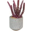 thumbnail image 1 of Planta Decorativa Crássula Lila con Maceta de Cerámica Gris, 1 of 2