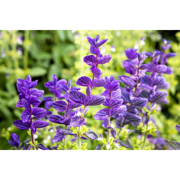 50 OXFORD BLUE SAGE Salvia Viridis Clary Painted Horminum Sage Herb Flower Seeds