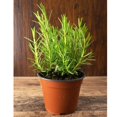 thumbnail image 2 of Rosemary Plants Live in 4 Inch Pot - Pack 2 Pots Blue Purple Rosemary Herb Plants Indoor Outdoor Garden, 4-6" Tall, 2 of 6