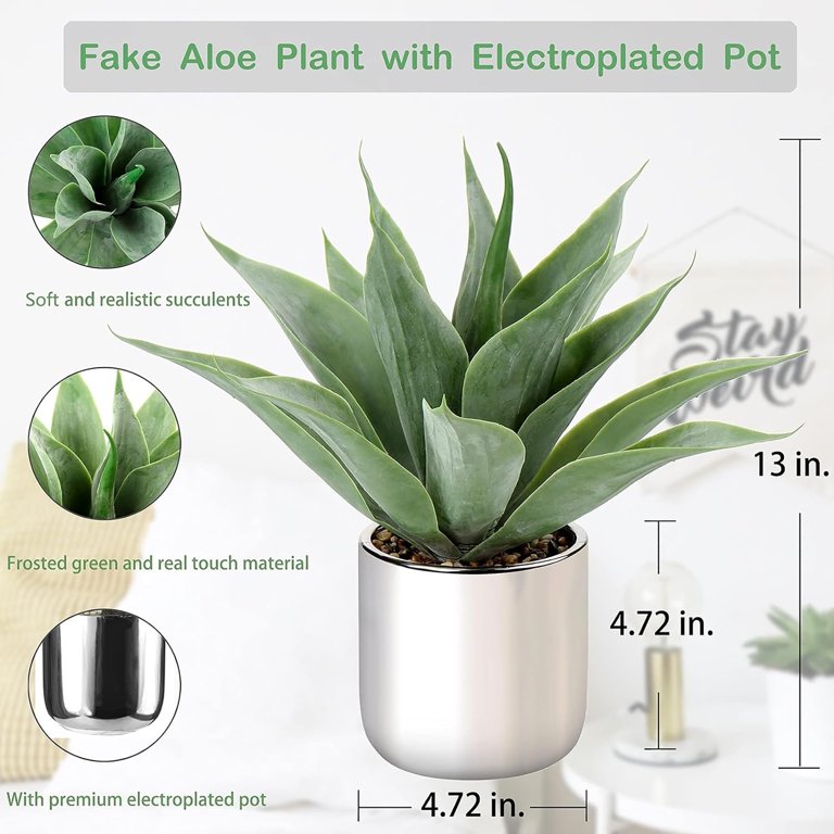 anthurium clarinervium erde Anthurium clarinervium