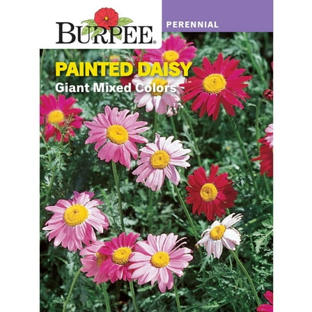 Burpee 145 mg Giant Mixed Colors Painted Daisy Flower Seed,  Perennial Flower Seed, Full Sun