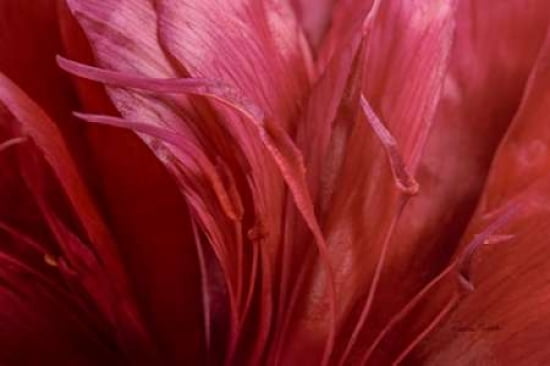 Peonia Insight Ii C