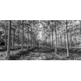 thumbnail image 2 of Frank, Assaf 24x14 Gold Ornate Wood Framed with Double Matting Museum Art Print Titled - Pathway through trees in forest, 2 of 4