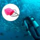 thumbnail image 5 of de buceo cilindro York válvula tapa de polvo enchufe equipo de buceo shamjiam Válvula del tanque de buceo, 5 of 9