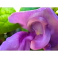 thumbnail image 2 of Grayscale 18x15 White Modern Wood Framed Museum Art Print Titled - Snail Bloom II, 2 of 4