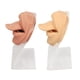 thumbnail image 4 of Uadme - 2pcs Modelo de Boca de Lengua de Silicona Modelo de Boca de Lengua simulada en 3D con Soporte de acrílico para práctica de perforación, 4 of 5