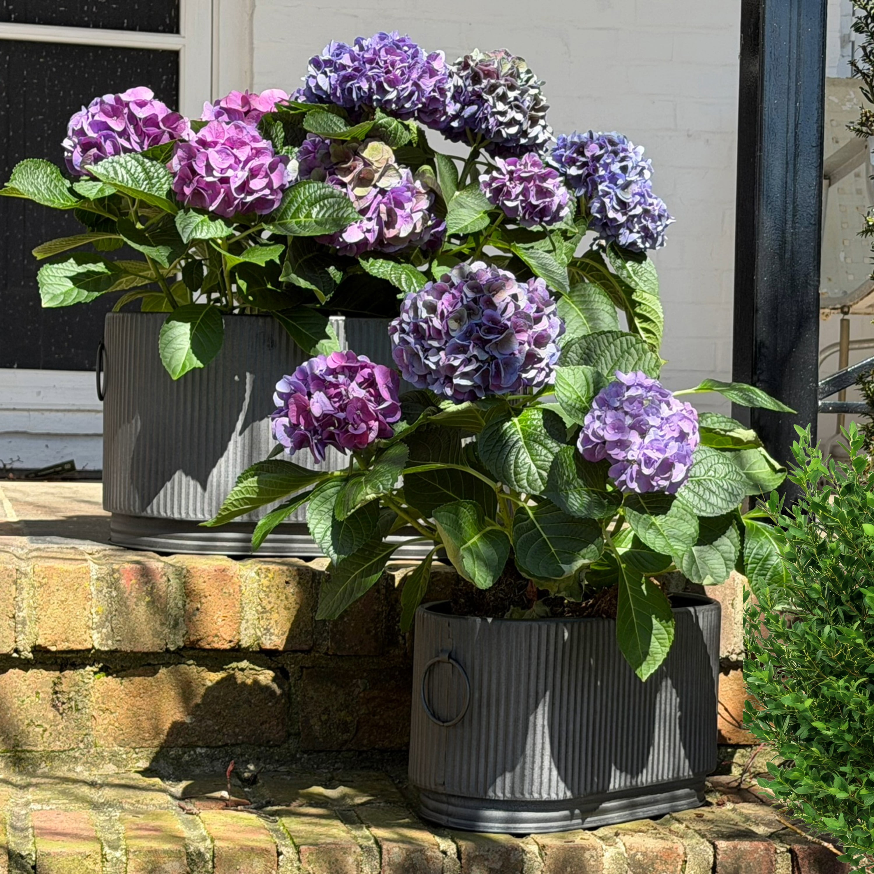 WHW Whole House Worlds French Country Style Oval Planters, Set of 2, Corrugated Bellies, Stepped Base, Rolled Rims, 14.25 and 18.5 Inches, Iron