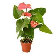 Anthurium Pink Live House Plants Indoor Sympathy Flowers Real Plant Live Plants in 4 Inch Nursery Pot