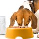 thumbnail image 4 of Thickened Plastic Pet Bowl for Cats Dogs | Durable Non-Slip Feeding Utensil | Bright Color Yellow | Easy Clean | 4.33 Inch Diameter | Single Piece | Stable Design, 4 of 6