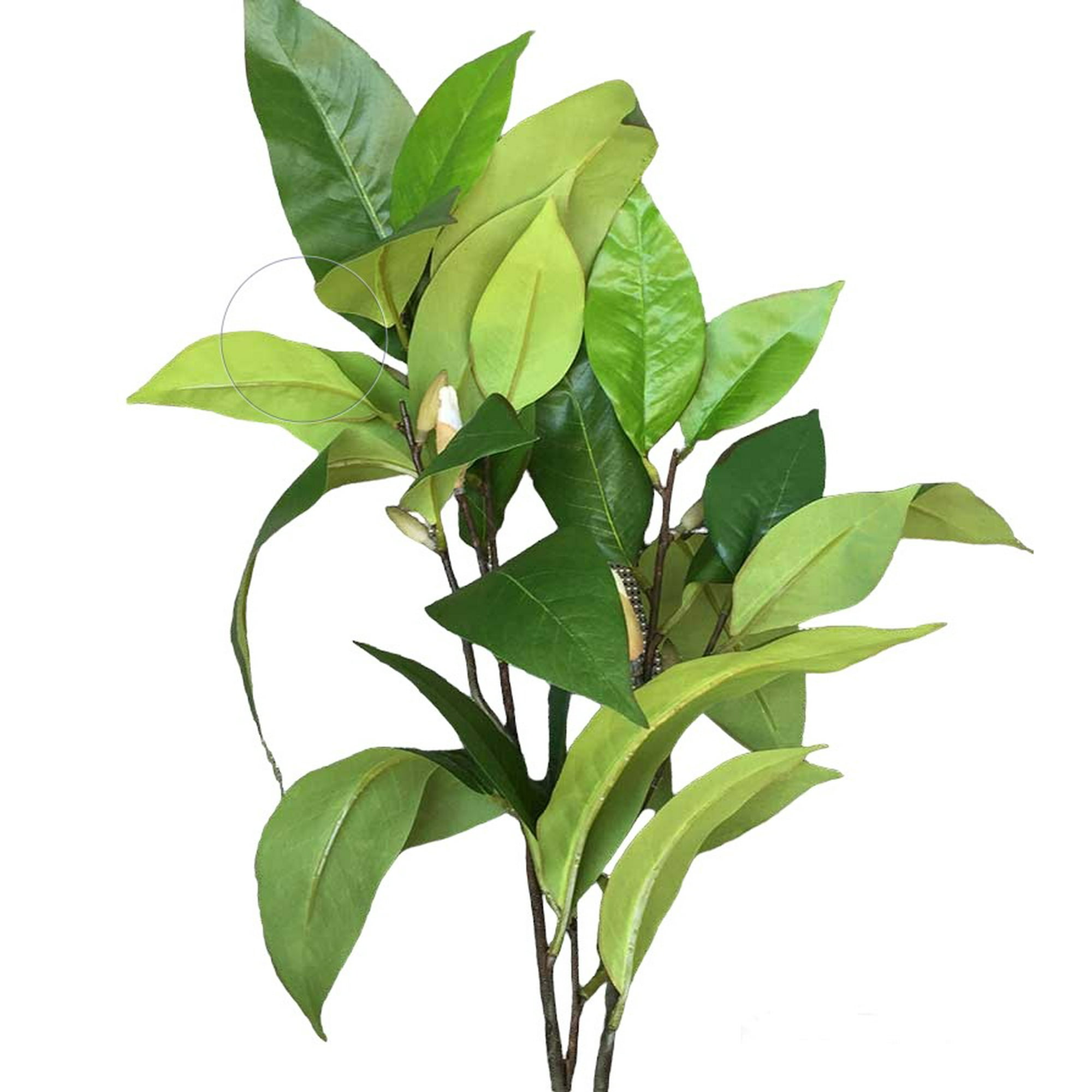 Rama Magnolia Verde 104Cm