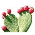 thumbnail image 5 of Maxx Herb Red Nopal Cactus Prickly Pear Juice for Gut Health & Joint Support, 32 Oz, 5 of 6