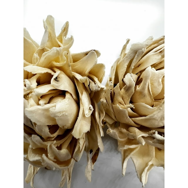 Lotus Tip Sola (Wood) Flower 6cm, 11 per pack