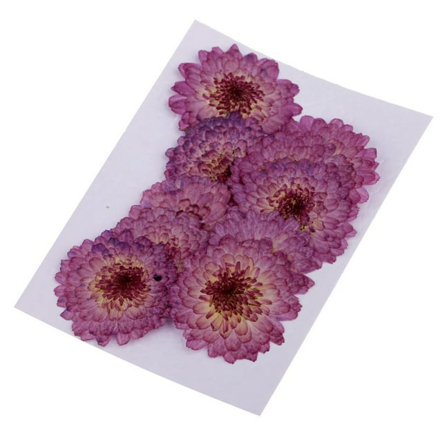Flores naturales prensadas, flores secas para scrapbooking, tarjetas y decoración del teléfono. Margarita púrpura