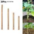 thumbnail image 3 of 20pcs Bamboo Plant Support Stakes - Natural Reusable Sturdy 16/18/8/12in, 3 of 5