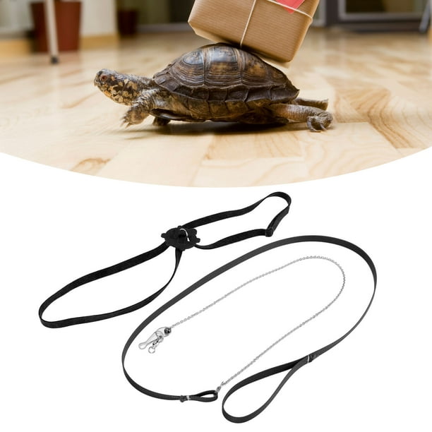 Tortoise leash 2025