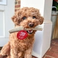 thumbnail image 4 of Elk Antler Dog Chews | All-Natural Whole and Split Elk Antler Chews for Dogs, 4 of 11