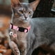 thumbnail image 2 of Collar Para Gatos Con Cinta Fragmentada Collar Para Gatos Con Cinta Fragmentada, 2 of 3