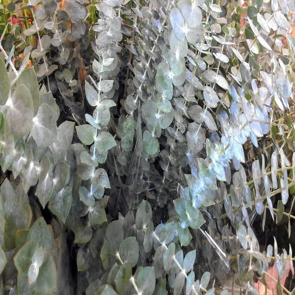 Eucalyptus32oz Bottle for Candle Making, Soap Making, Tart Making, Room Sprays, Lotions, Car Fresheners, Slime, Bath Bombs, Warmers