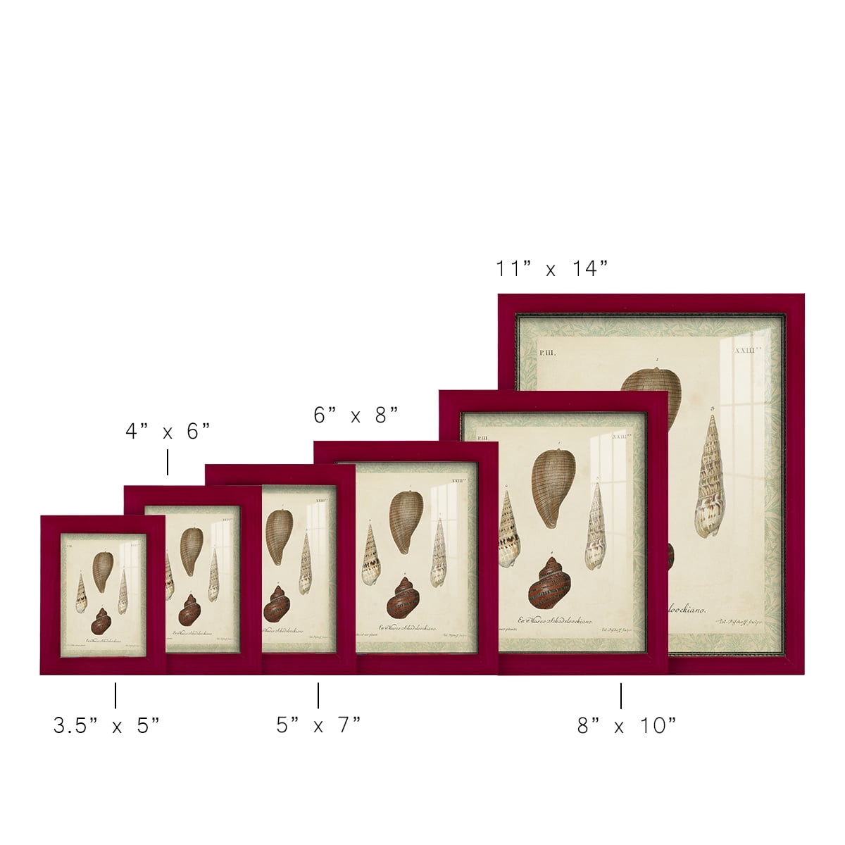 Bookplate Shells V - Framed Print w/glass - Cherry Red