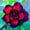 A, variant on Desert Rose, Low Maintenance - Easy Grow - Ideal for Beds Borders, Plant Pots & Planters