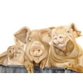 thumbnail image 2 of Fifer, Diane 18x15 White Modern Wood Framed Museum Art Print Titled - Three Pigs, 2 of 4