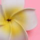 thumbnail image 4 of Broche de pinza para el pelo Salvador Plumeria Frangipani Accesorio de cabeza para mujer, 4 of 10