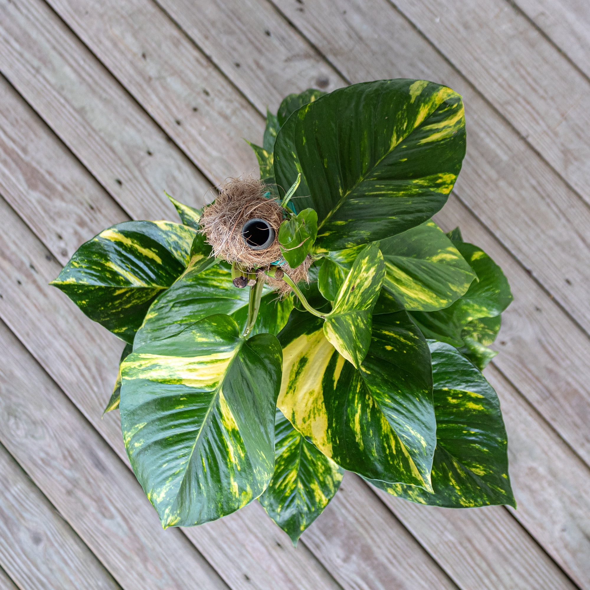 Golden Pothos Totem Plant, Live Indoor Houseplant from United Nursery, 34in Tall, Ships in 9.25in Pot, Easy Care Trailing Aroid, Air Purifying Tropical Plant, Bright Indirect Light, Home Decor
