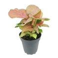 thumbnail image 6 of Syngonium Neon Robusta (6"+ Minimalist Pot) - Pink Arrowhead Plant - Live Healthy Plant - Colorful Foliage Houseplant for Decoration, 6 of 8