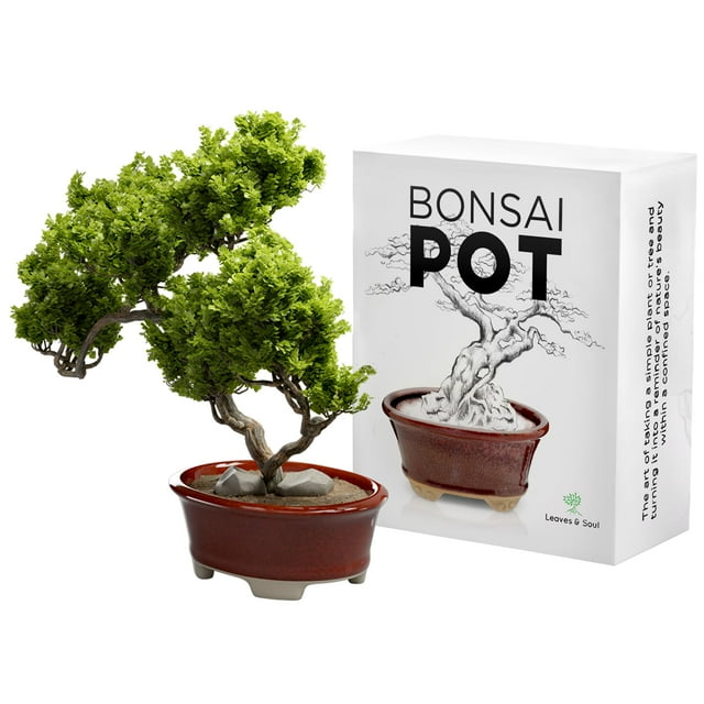 Maceta Bonsái de Cerámica Esmaltada - Maceta Decorativa para Árboles Enanos Suculentas y Plantas Pequeñas - Perfecta para Centros de Mesa de Jardines Interiores y Exteriores y Decoración de Alféizar -