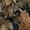 Camo Forest Print, variant on Garronmavis Cute Pink Camo Girls Outerwear Vest Size 7-8 Stand Collar Lightweight Zip Coats with Pockets Fall Outerwear Versatile Fall Winter Warm Sleeveless Outerwear for Daily Life