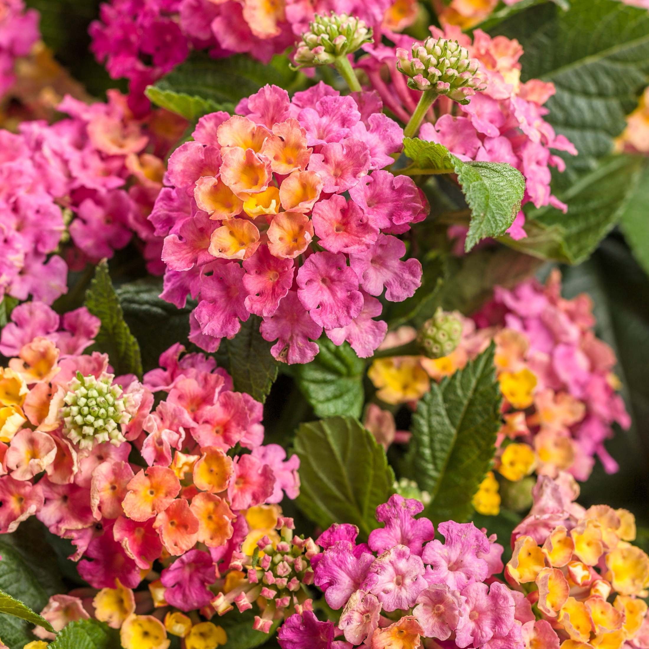 Proven Winners 4" Multicolor Luscious Royale Cosmo Lantana Live Plant in 4.25" Pot (4 Count)