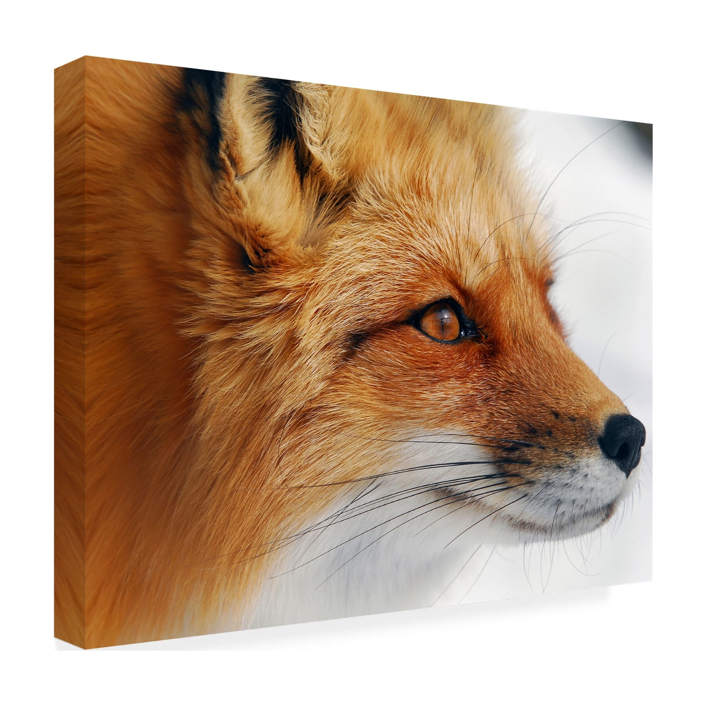 Alain Turgeon 'Red Fox' Canvas Art