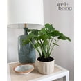 thumbnail image 2 of Nature's Way Farms Alocasia California Live Plant (18-24 in. Tall) in Grower Pot, 2 of 4