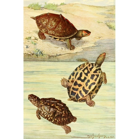 Brehms Tierleben 1913 Indian Turtles Poster Print by Josef Fleischmann