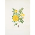 thumbnail image 2 of Mary Lawrance 11x14 Gold Ornate Wood Frame and Double Matted Museum Art Print Titled - Rosa Lutea (1799), 2 of 4