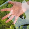 thumbnail image 4 of Transparent Waterproof Tarpaulin, Tear-Resistant Waterproof Protective Tarpaulin, Rain-Plant Insulation-Dust-Resistant-with Drawstring, for Garden Terrace Greenhouse, 4 of 5