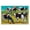 Grazing Cows Field, variant on Stupell Industries Modern Cows Grazing Modern Black Floating Frame Canvas Art, 21 x 17, by Sally Hootnick