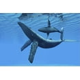 thumbnail image 2 of Art.com A Humpback Whale Calf Swims around its Mother in the Ocean Stretched Canvas Print Wall Art, 18" x 12", 2 of 4