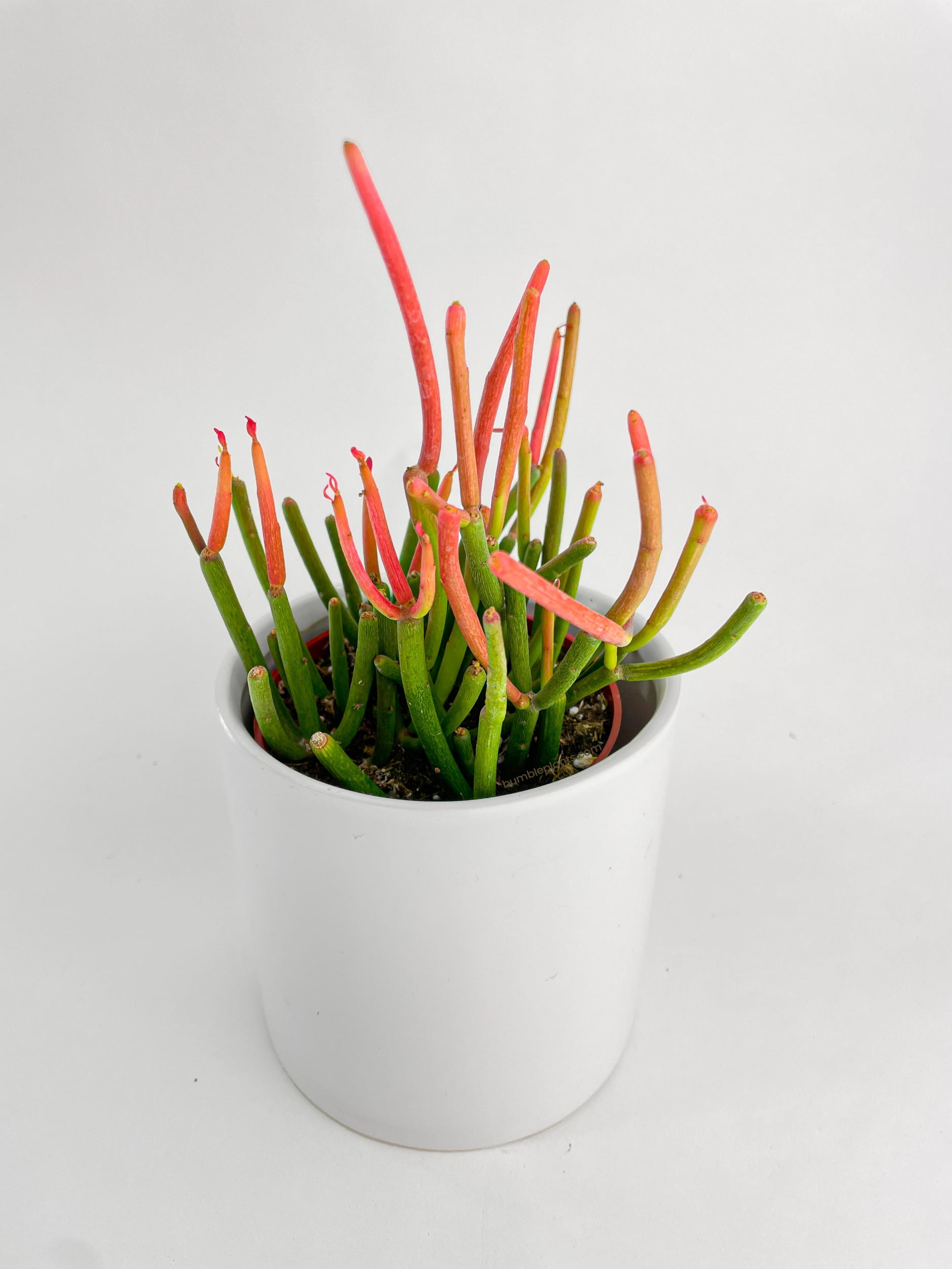 Firestick Pencil Cactus Euphorbia Tirucalli Succulent Firestick Pencil Cactus Euphorbia Tirucalli Succulent