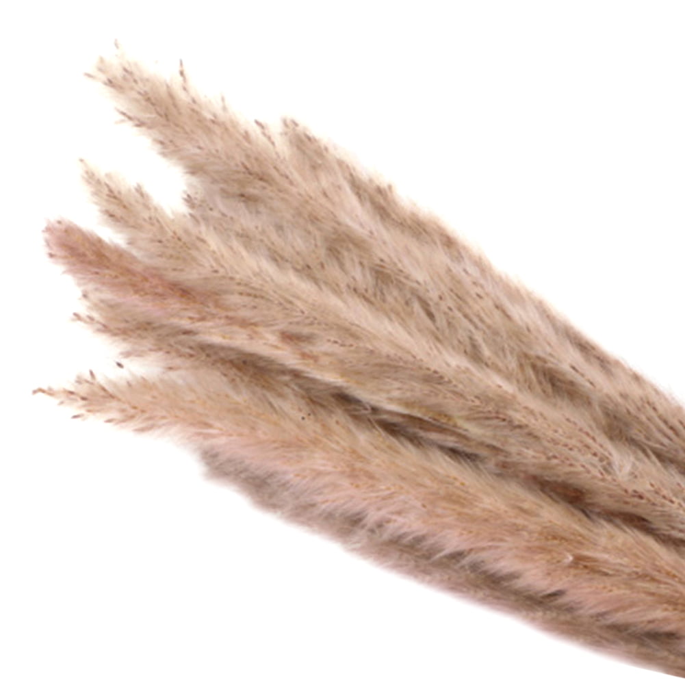 Details about   50/100X Natural Dried Small Pampas Grass Phragmites Decor New Artificial J3G5 