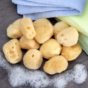 Neptune Sea Silk Sponge 12 Pack, Extra Small, Hand Cut, Approx. 1-2 inches.