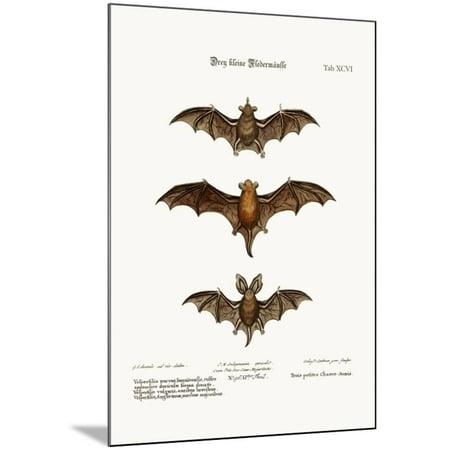 Three Small Bats 1749 73 Wood Mounted Print Wall Art By George Three Small Bats 1749 73 Wood Mounted Print Wall Art By George Edwards