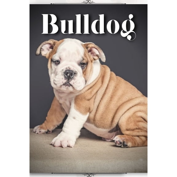 Bulldog : Dog Breed guide (Paperback)