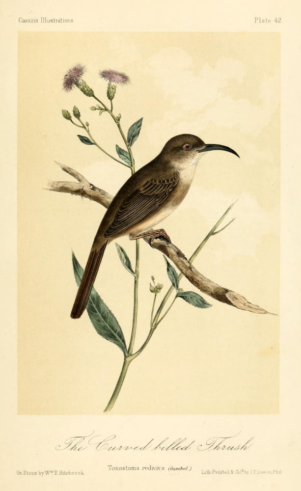 Curved-billed Thrus