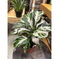 thumbnail image 6 of RedCrocus Calathea Stella Prayer Plant Indoor Tropical Foliage Houseplant Decorative Green Leaf  6" Pot, 6 of 24